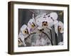 White Orchid Blooms-Anna Miller-Framed Photographic Print