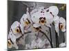 White Orchid Blooms-Anna Miller-Mounted Photographic Print