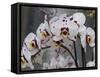 White Orchid Blooms-Anna Miller-Framed Stretched Canvas