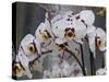 White Orchid Blooms-Anna Miller-Stretched Canvas