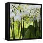 White Orchid Blooms-Anna Miller-Framed Stretched Canvas