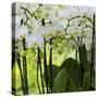 White Orchid Blooms-Anna Miller-Stretched Canvas