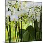 White Orchid Blooms-Anna Miller-Mounted Photographic Print