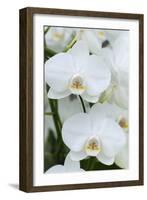 White orchid blooms-Anna Miller-Framed Photographic Print