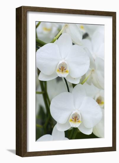 White orchid blooms-Anna Miller-Framed Photographic Print