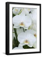 White orchid blooms-Anna Miller-Framed Photographic Print