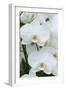 White orchid blooms-Anna Miller-Framed Photographic Print