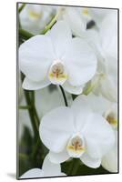 White orchid blooms-Anna Miller-Mounted Photographic Print