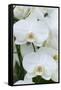 White orchid blooms-Anna Miller-Framed Stretched Canvas