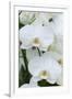 White orchid blooms-Anna Miller-Framed Premium Photographic Print