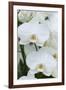 White orchid blooms-Anna Miller-Framed Premium Photographic Print