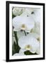 White orchid blooms-Anna Miller-Framed Premium Photographic Print