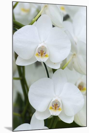 White orchid blooms-Anna Miller-Mounted Premium Photographic Print