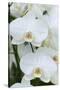 White orchid blooms-Anna Miller-Stretched Canvas