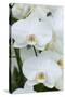 White orchid blooms-Anna Miller-Stretched Canvas