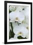 White orchid blooms-Anna Miller-Framed Photographic Print