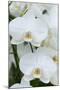 White orchid blooms-Anna Miller-Mounted Photographic Print
