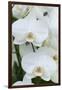 White orchid blooms-Anna Miller-Framed Photographic Print