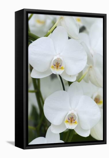 White orchid blooms-Anna Miller-Framed Stretched Canvas