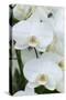 White orchid blooms-Anna Miller-Stretched Canvas