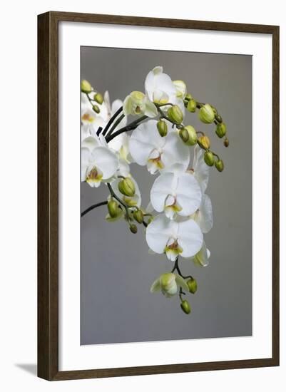 White orchid blooms-Anna Miller-Framed Photographic Print