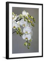 White orchid blooms-Anna Miller-Framed Photographic Print