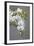 White orchid blooms-Anna Miller-Framed Photographic Print