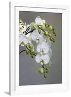 White orchid blooms-Anna Miller-Framed Photographic Print