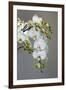 White orchid blooms-Anna Miller-Framed Photographic Print