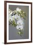 White orchid blooms-Anna Miller-Framed Photographic Print