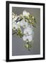 White orchid blooms-Anna Miller-Framed Photographic Print