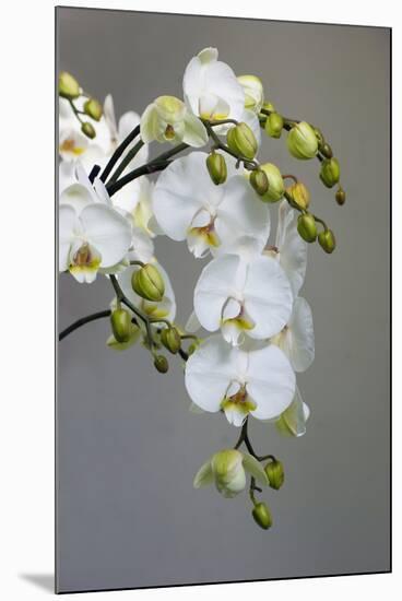 White orchid blooms-Anna Miller-Mounted Photographic Print