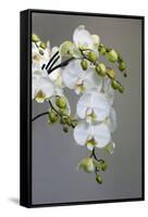 White orchid blooms-Anna Miller-Framed Stretched Canvas