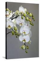 White orchid blooms-Anna Miller-Stretched Canvas