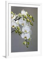 White orchid blooms-Anna Miller-Framed Premium Photographic Print