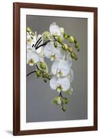 White orchid blooms-Anna Miller-Framed Premium Photographic Print
