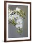 White orchid blooms-Anna Miller-Framed Premium Photographic Print