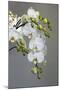 White orchid blooms-Anna Miller-Mounted Premium Photographic Print