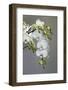 White orchid blooms-Anna Miller-Framed Photographic Print