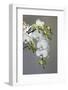 White orchid blooms-Anna Miller-Framed Photographic Print