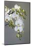 White orchid blooms-Anna Miller-Mounted Photographic Print