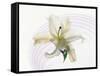 White Orchid Floating in Crystal Bowl-null-Framed Stretched Canvas