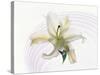 White Orchid Floating in Crystal Bowl-null-Stretched Canvas