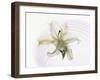 White Orchid Floating in Crystal Bowl-null-Framed Photographic Print