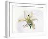 White Orchid Floating in Crystal Bowl-null-Framed Photographic Print