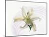 White Orchid Floating in Crystal Bowl-null-Mounted Photographic Print