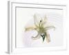 White Orchid Floating in Crystal Bowl-null-Framed Photographic Print