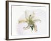 White Orchid Floating in Crystal Bowl-null-Framed Photographic Print