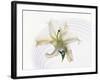 White Orchid Floating in Crystal Bowl-null-Framed Photographic Print