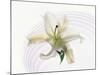 White Orchid Floating in Crystal Bowl-null-Mounted Photographic Print